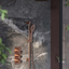 Chelsea Concealed Valve Shower Pack - Satin Bronze